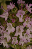 Thymus vulgaris 'Silver Posie' RCP6-06 226.jpg